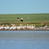 Pelikan bily - Pelecanus onocrotalus - Great White Pelican 8861